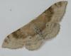 Idaea degeneraria